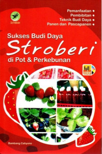 Sukses Budi Daya Stroberi di Pot dan Perkebunan